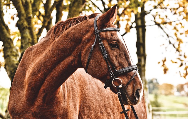 close-up bridle leather stitching hardware premium equestrian craftsmanship